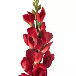 Best deal ???? Red Snapdragon Stem by Ashland® ???? 8 Best deal ???? Red Snapdragon Stem by Ashland® ???? -Ashland Sales 10626425 20