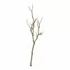 Discount ???? 8 Pack: Brown Bare Birch Branch by Ashland® ????