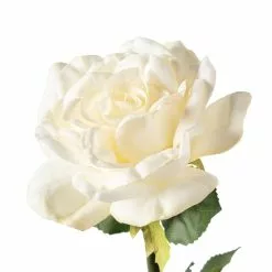 Coupon ???? White Rose Stem by Ashland® ⌛ -Ashland Sales 10626862 20
