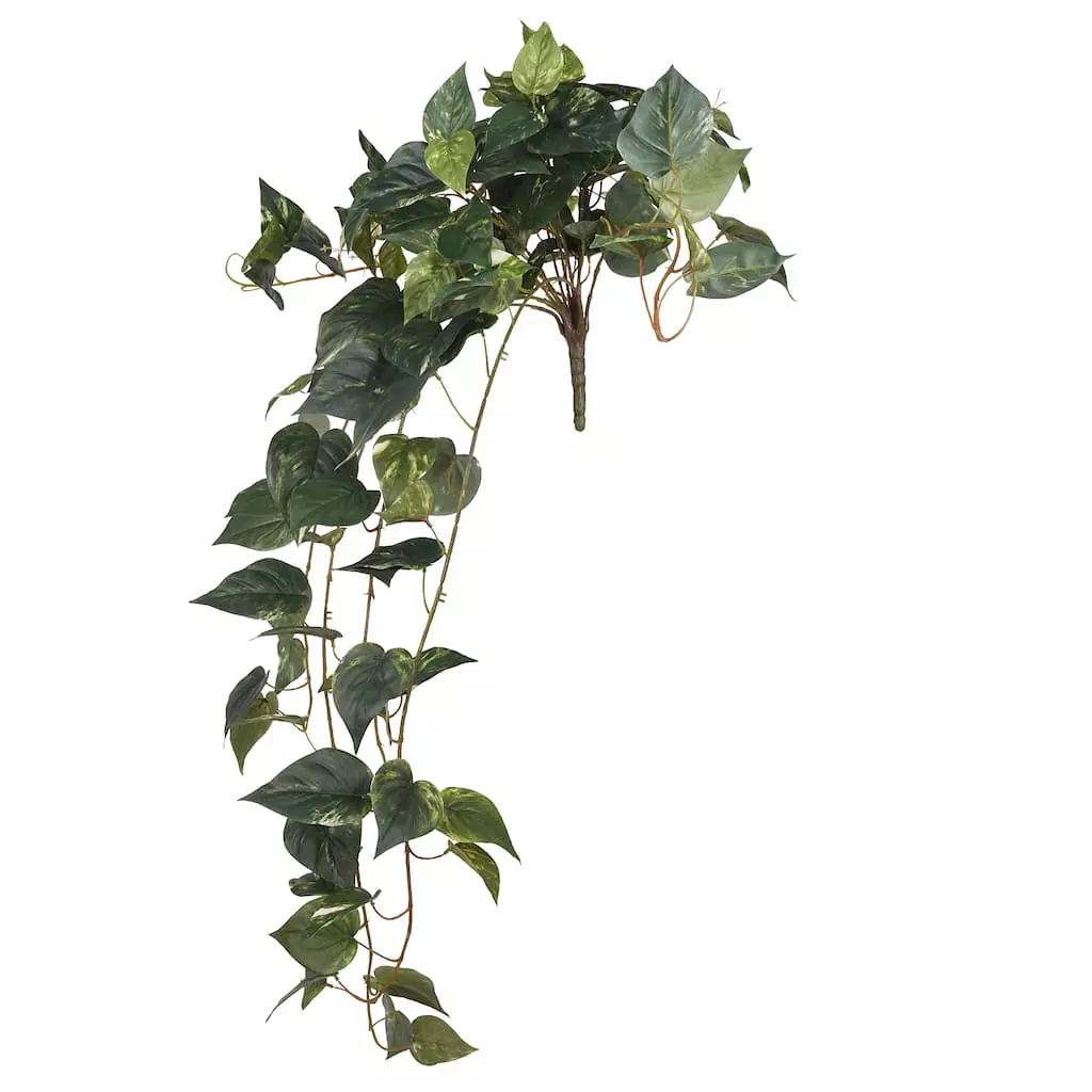 Discount ???? Hanging Pothos Bush by Ashland® ???? 3 Discount ???? Hanging Pothos Bush by Ashland® ????