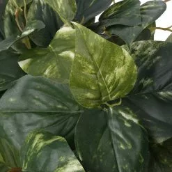 Discount ???? Hanging Pothos Bush by Ashland® ???? 8 Discount ???? Hanging Pothos Bush by Ashland® ???? -Ashland Sales 10626927 2