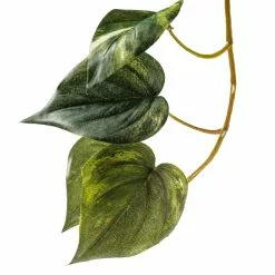 Discount ???? Hanging Pothos Bush by Ashland® ???? 9 Discount ???? Hanging Pothos Bush by Ashland® ???? -Ashland Sales 10626927 20