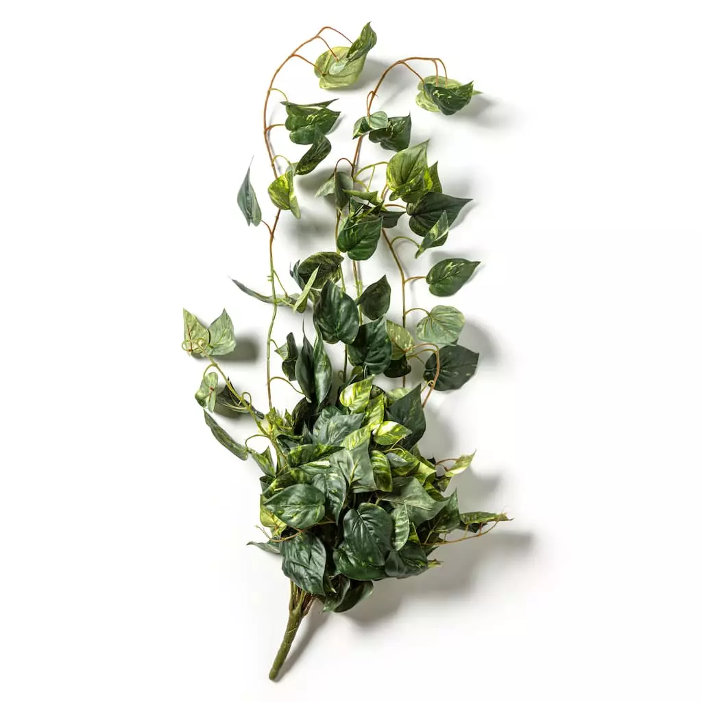 Discount ???? Hanging Pothos Bush by Ashland® ???? 6 Discount ???? Hanging Pothos Bush by Ashland® ???? - Image 4