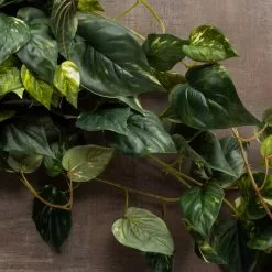 Discount ???? Hanging Pothos Bush by Ashland® ???? 11 Discount ???? Hanging Pothos Bush by Ashland® ???? -Ashland Sales 10626927 25