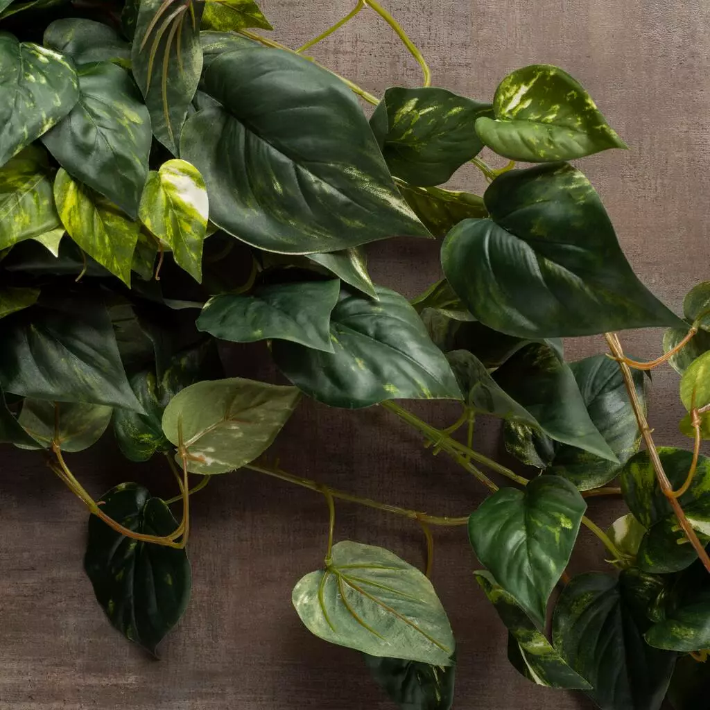 Discount ???? Hanging Pothos Bush by Ashland® ???? 7 Discount ???? Hanging Pothos Bush by Ashland® ???? - Image 5