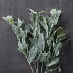 Cheapest ⌛ 6 Pack: Lamb's Ear Bush by Ashland® ???? 6 Cheapest ⌛ 6 Pack: Lamb's Ear Bush by Ashland® ???? -Ashland Sales 10626928 22 1