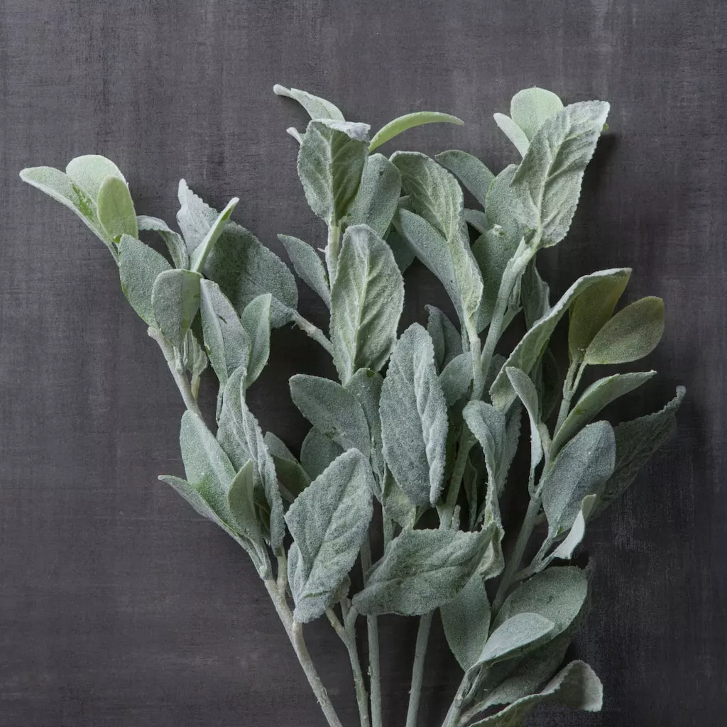 Cheapest ⌛ 6 Pack: Lamb's Ear Bush by Ashland® ???? 4 Cheapest ⌛ 6 Pack: Lamb's Ear Bush by Ashland® ???? - Image 2