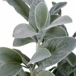 Best reviews of ✨ Lamb's Ear Bush by Ashland® ???? -Ashland Sales 10626928 3