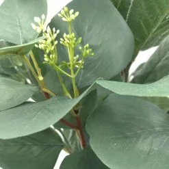 Outlet ???? Silver Dollar & Lamb's Ear Bush by Ashland® ???? -Ashland Sales 10626983 3