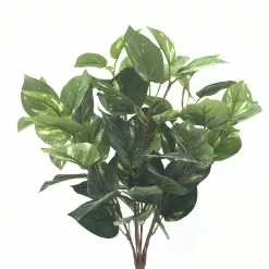 Coupon ???? 6 Pack: Green Pothos Bush by Ashland® ????