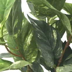 Best Pirce ???? Green Pothos Bush by Ashland® ???? 8 Best Pirce ???? Green Pothos Bush by Ashland® ???? -Ashland Sales 10626988 2