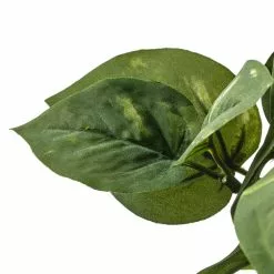 Coupon ???? 6 Pack: Green Pothos Bush by Ashland® ???? -Ashland Sales 10626988 20 1