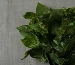 Coupon ???? 6 Pack: Green Pothos Bush by Ashland® ???? -Ashland Sales 10626988 25 1