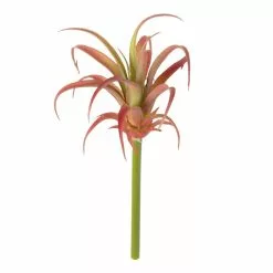 Budget ???? Assorted Succulent Pick by Ashland® ❤️