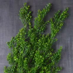 Coupon ???? 12 Pack: Green Boxwood Bush by Ashland® ???? -Ashland Sales 10627315 22 1