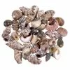 Best deal ✔️ 12 Pack: Natural & Dark Mixed Shells by Ashland® ???? -Ashland Sales 10627359 2 1