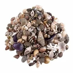 Wholesale ???? Natural Extra Small Sea Shell Mix by Ashland® ????