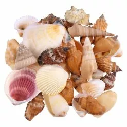 Coupon ???? 12 Pack: Natural Mixed Shells by Ashland® ????