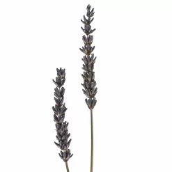 Best Pirce ???? Lavender Grass Bundle by Ashland® ???? -Ashland Sales 10628611 20