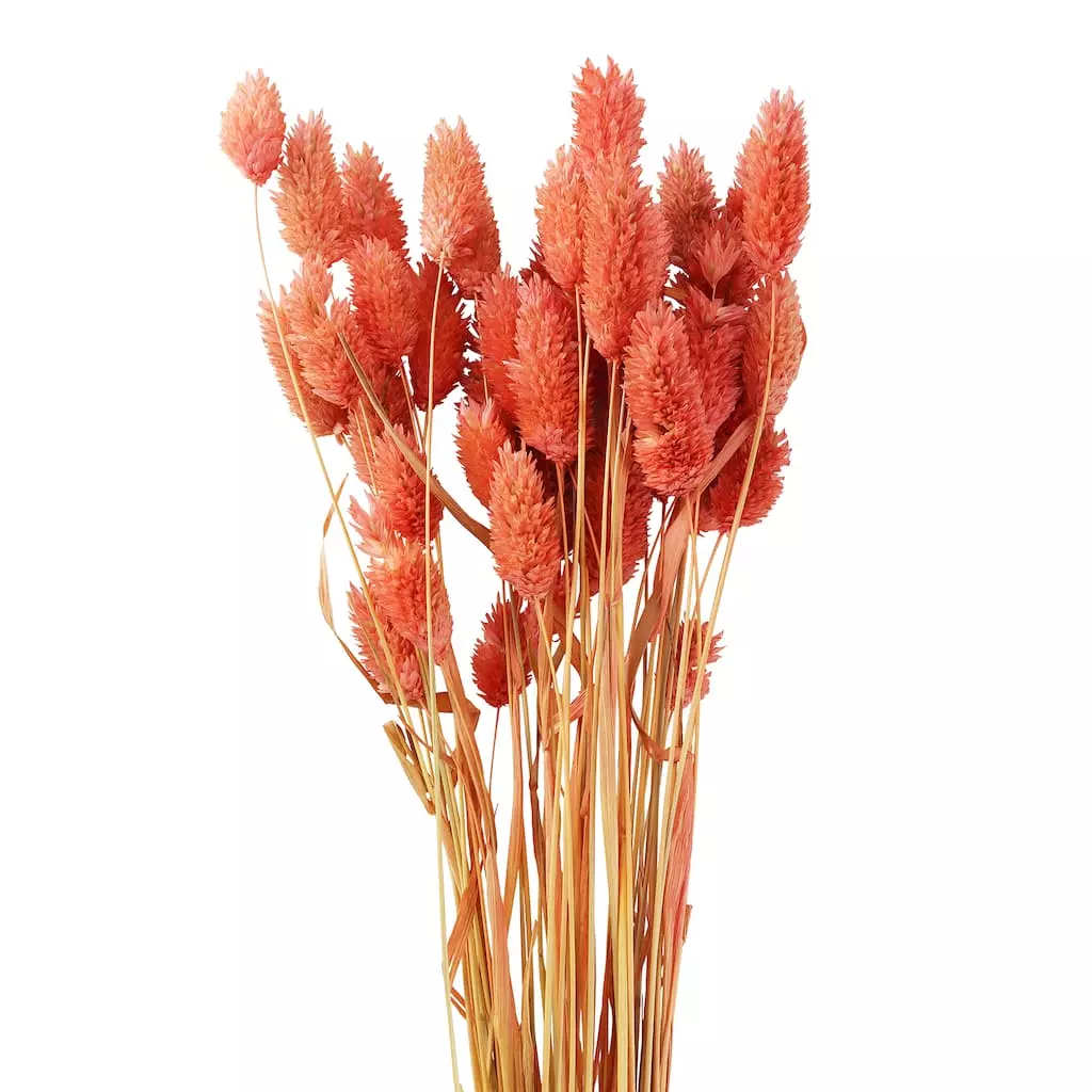 Cheap ???? 6 Pack: Coral Poa Grass Bundle by Ashland® ???? 4 Cheap ???? 6 Pack: Coral Poa Grass Bundle by Ashland® ???? - Image 2