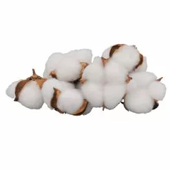 Best reviews of ???? White Cotton Pod Decorative Filler by Ashland® ???? 7 Best reviews of ???? White Cotton Pod Decorative Filler by Ashland® ???? -Ashland Sales 10675976 3