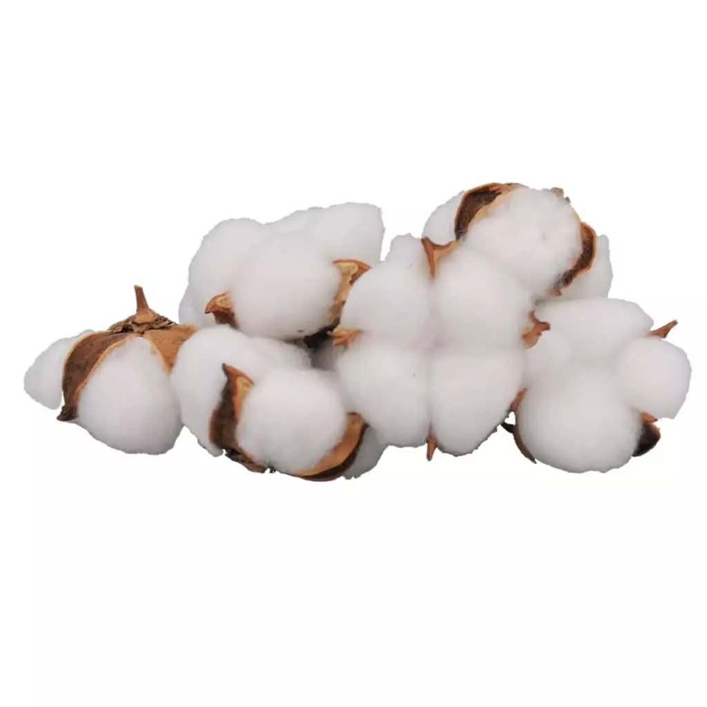 Best reviews of ???? White Cotton Pod Decorative Filler by Ashland® ???? 5 Best reviews of ???? White Cotton Pod Decorative Filler by Ashland® ???? - Image 3
