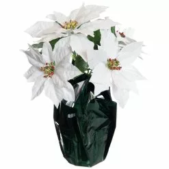 Best Sale ???? White Potted Poinsettia with Green Foil by Ashland® ⌛