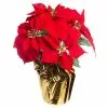 Wholesale ???? Red Velvet Potted Poinsettia with Gold Foil by Ashland® ???? 2 Wholesale ???? Red Velvet Potted Poinsettia with Gold Foil by Ashland® ???? -Ashland Sales 10676015 1