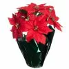 Top 10 ???? Red Potted Poinsettia with Green Foil by Ashland® ????