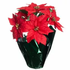 Top 10 ???? Red Potted Poinsettia with Green Foil by Ashland® ????