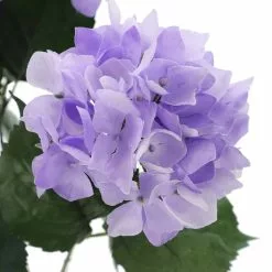 Coupon ???? Purple Hydrangea Bush by Ashland® ???? -Ashland Sales 10677449 3
