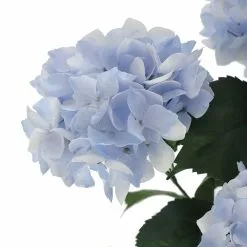Hot Sale ???? 12 Pack: Light Blue Hydrangea Bush by Ashland® ???? -Ashland Sales 10677452 3