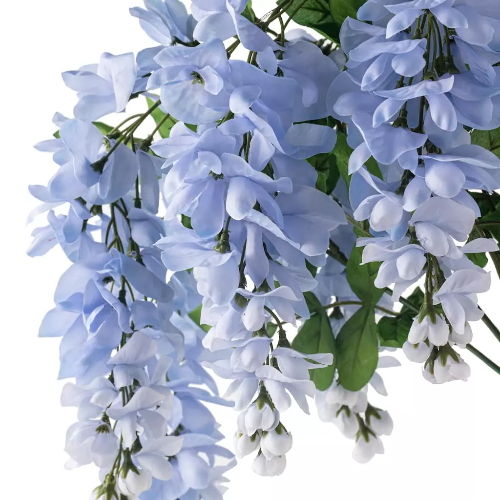 Top 10 ???? 12 Pack: Blue Wisteria Bush by Ashland® ???? 4 Top 10 ???? 12 Pack: Blue Wisteria Bush by Ashland® ???? - Image 2