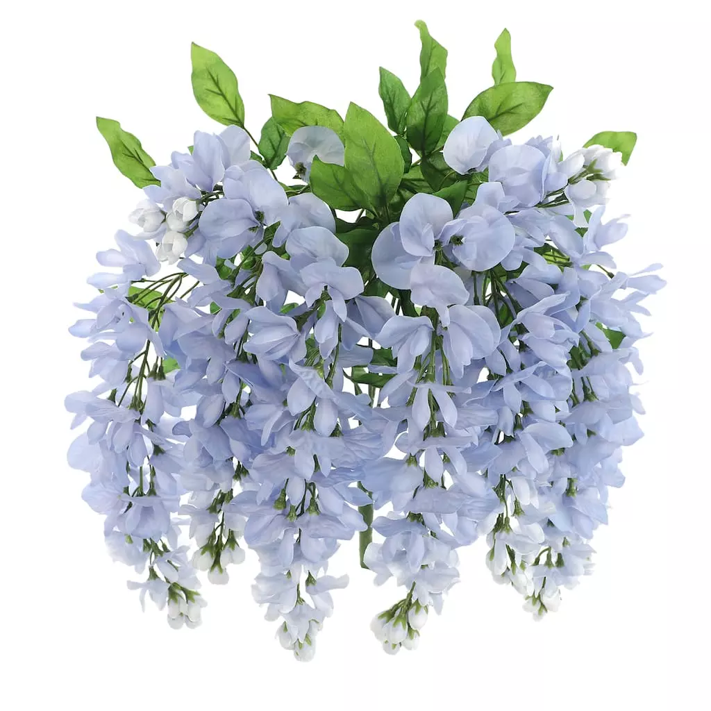 Top 10 ???? 12 Pack: Blue Wisteria Bush by Ashland® ???? 8 Top 10 ???? 12 Pack: Blue Wisteria Bush by Ashland® ???? - Image 6