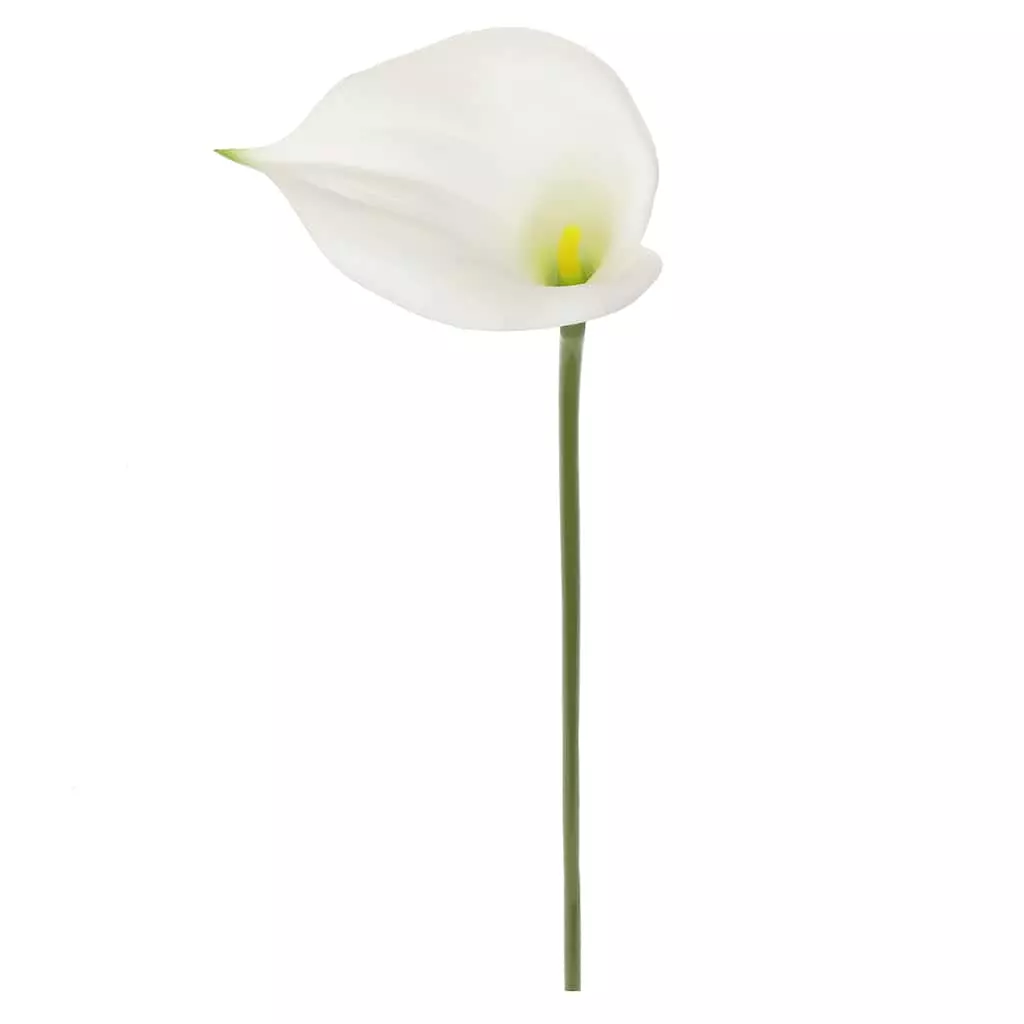 Outlet ???? White Calla Lily Stem by Ashland® ???? 5 Outlet ???? White Calla Lily Stem by Ashland® ???? - Image 3
