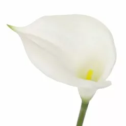 Outlet ???? White Calla Lily Stem by Ashland® ???? 10 Outlet ???? White Calla Lily Stem by Ashland® ???? -Ashland Sales 10679176 3