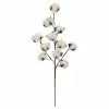 Coupon ⌛ Cotton Stem by Ashland® ???? -Ashland Sales 10679177 1