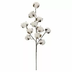 Coupon ⌛ Cotton Stem by Ashland® ????