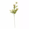 Deals ???? Tan Peony Stem by Ashland® ???? -Ashland Sales 10679183 1