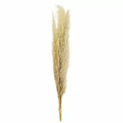 New ⭐ 6 Pack: Natural Brown Pampas Bunch by Ashland® ????