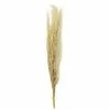 Cheapest ⌛ Natural Brown Pampas Bunch by Ashland® ???? -Ashland Sales 10697588 1