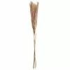 Discount ???? 6 Pack: Mini Natural Brown Pampas Bunch by Ashland® ???? -Ashland Sales 10698883 1 1