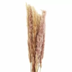 Discount ???? 6 Pack: Mini Natural Brown Pampas Bunch by Ashland® ???? -Ashland Sales 10698883 2 1