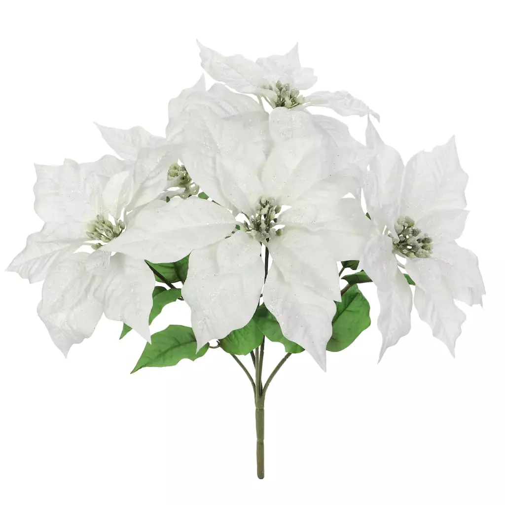 Best deal ???? Cream Poinsettia Bush by Ashland® ???? 3 Best deal ???? Cream Poinsettia Bush by Ashland® ????