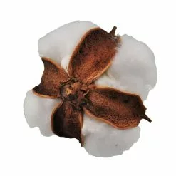 Promo ???? Cotton Pod Filler by Ashland® ???? -Ashland Sales 10702008 4