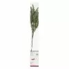 Outlet ???? Pine Branch Twig With 16 Lights by Ashland® ???? -Ashland Sales 10702498 1