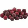 Best deal ???? Red Sugared Berries by Ashland® ❤️ 1 Best deal ???? Red Sugared Berries by Ashland® ❤️ -Ashland Sales 10702542 1