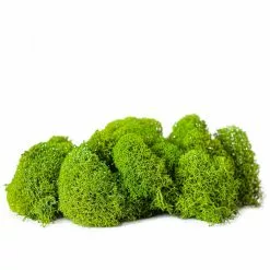 Buy ✔️ Green Reindeer Moss by Ashland® ???? -Ashland Sales 10703339 2