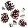 Best Sale ???? Snow Dusted Pinecones by Ashland® ???? -Ashland Sales 10703688 2
