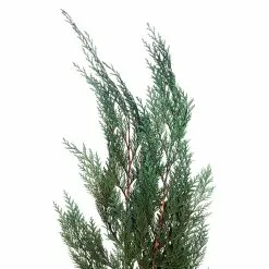 Deals ???? Assorted Dried Cedar Bouquet by Ashland® ???? -Ashland Sales 10703769 2